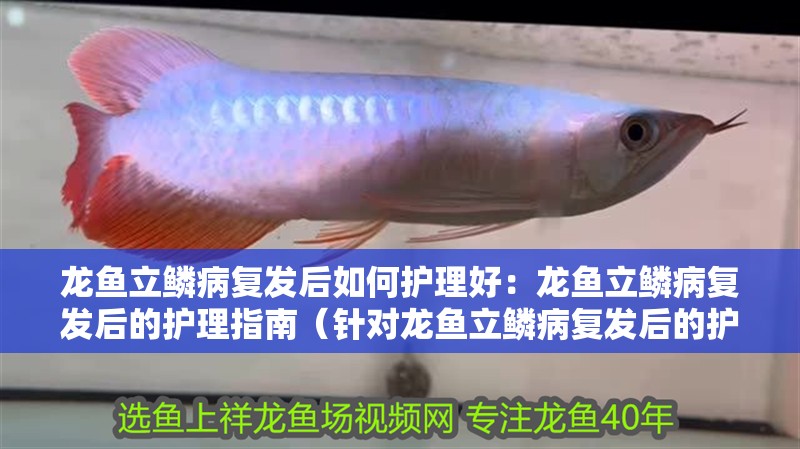 龍魚立鱗病復發后如何護理好：龍魚立鱗病復發后的護理指南（針對龍魚立鱗病復發后的護理指南：針對龍魚立鱗病復發后的護理）