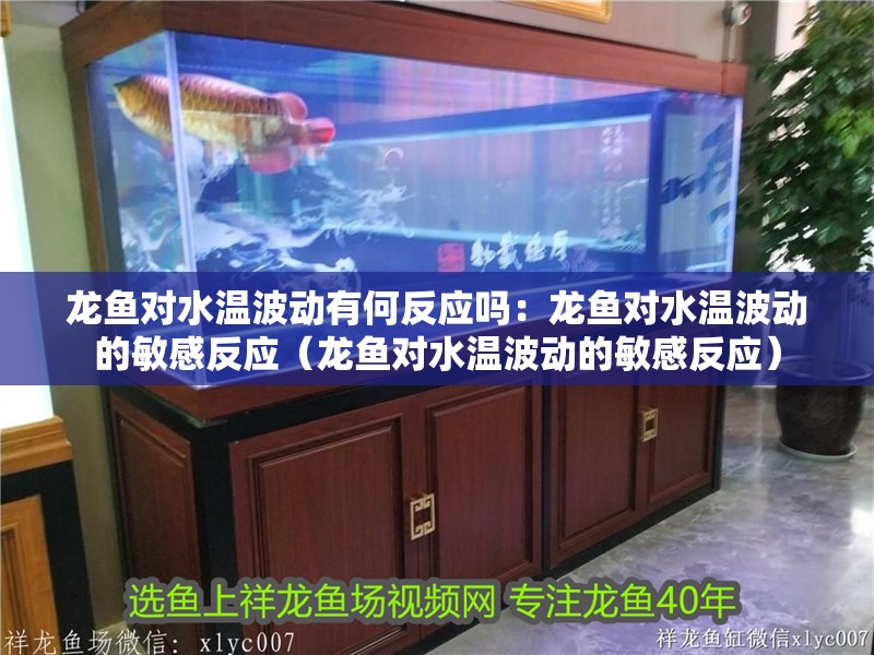龍魚對水溫波動有何反應嗎：龍魚對水溫波動的敏感反應（龍魚對水溫波動的敏感反應）