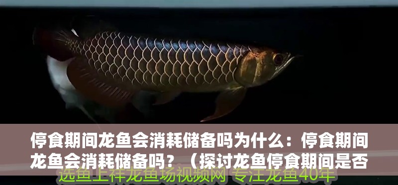 停食期間龍魚會消耗儲備嗎為什么：停食期間龍魚會消耗儲備嗎？（探討龍魚停食期間是否會消耗儲備的問題，龍魚停食期間需要了解）