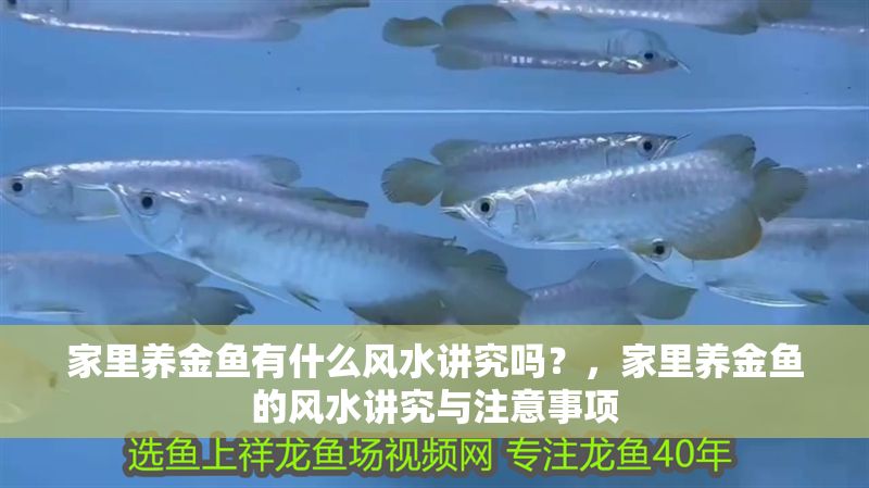 家里養金魚有什么風水講究嗎？，家里養金魚的風水講究與注意事項