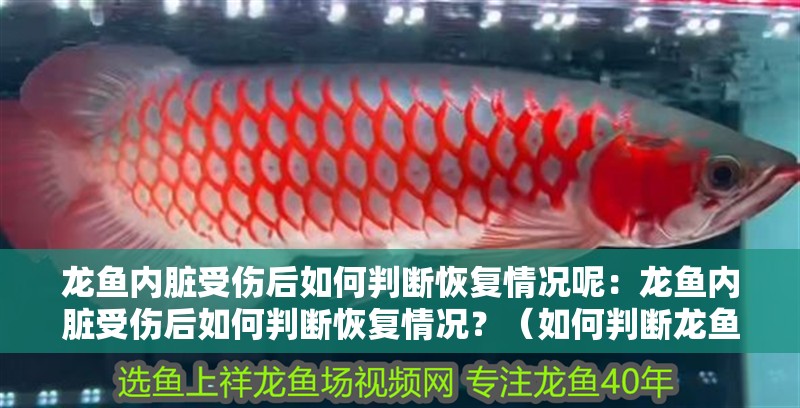 龍魚內(nèi)臟受傷后如何判斷恢復(fù)情況呢：龍魚內(nèi)臟受傷后如何判斷恢復(fù)情況？（如何判斷龍魚內(nèi)臟受傷后的恢復(fù)情況） 龍魚內(nèi)臟受傷后如何判斷恢復(fù)情況呢：龍魚內(nèi)臟受傷后如何判斷恢復(fù)情況？（如何判斷龍魚內(nèi)臟受傷后的恢復(fù)情況） 水族問答