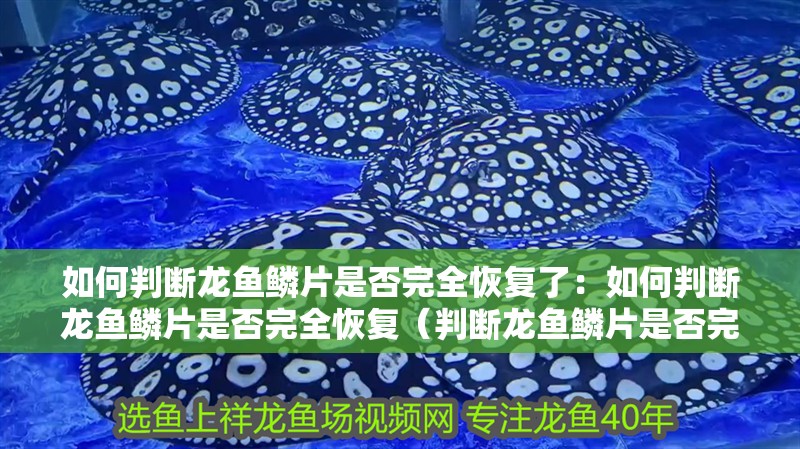 如何判斷龍魚鱗片是否完全恢復(fù)了：如何判斷龍魚鱗片是否完全恢復(fù)（判斷龍魚鱗片是否完全恢復(fù)情況是否完全恢復(fù)到最佳狀況）
