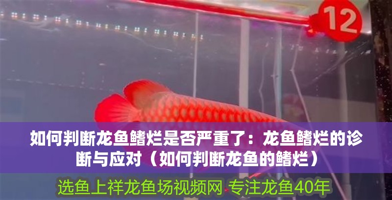 如何判斷龍魚鰭爛是否嚴重了：龍魚鰭爛的診斷與應對（如何判斷龍魚的鰭爛）