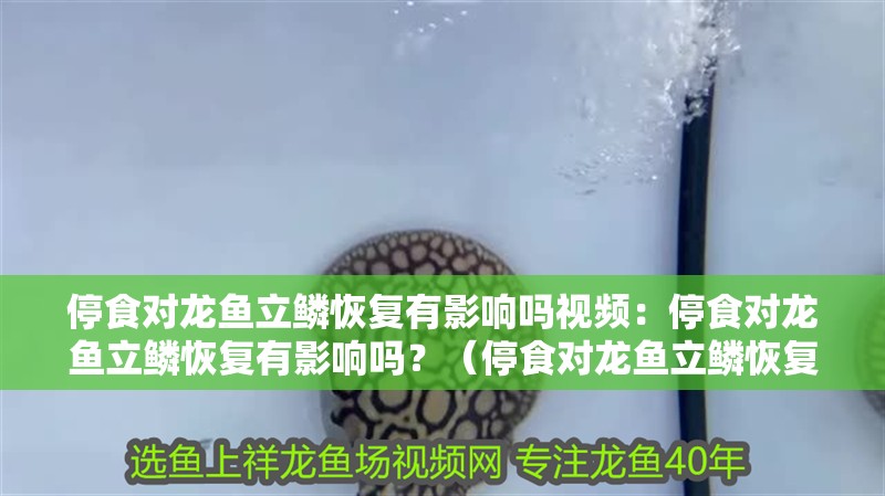 停食對龍魚立鱗恢復(fù)有影響嗎視頻：停食對龍魚立鱗恢復(fù)有影響嗎？（停食對龍魚立鱗恢復(fù)有影響嗎，）
