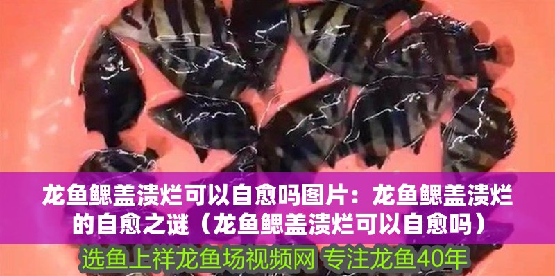 龍魚鰓蓋潰爛可以自愈嗎圖片：龍魚鰓蓋潰爛的自愈之謎（龍魚鰓蓋潰爛可以自愈嗎）