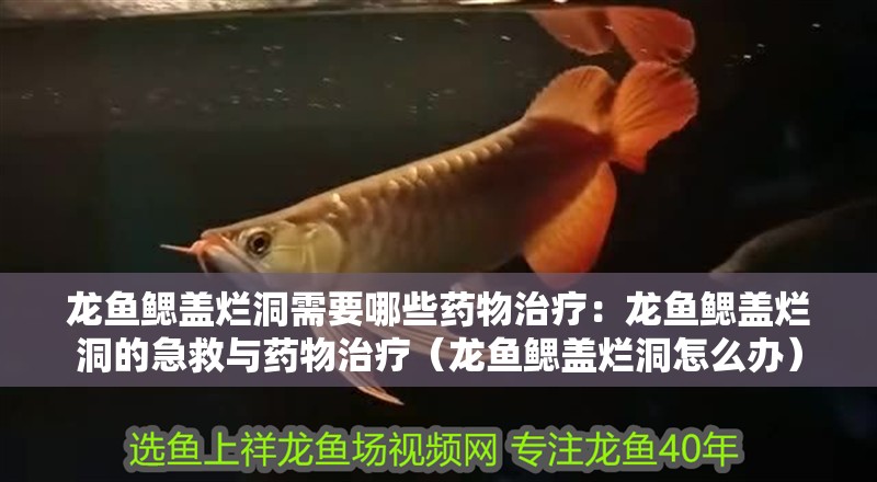 龍魚鰓蓋爛洞需要哪些藥物治療：龍魚鰓蓋爛洞的急救與藥物治療（龍魚鰓蓋爛洞怎么辦）