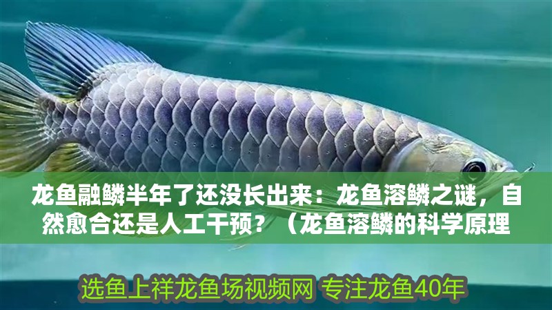 龍魚融鱗半年了還沒長出來：龍魚溶鱗之謎，自然愈合還是人工干預？（龍魚溶鱗的科學原理）