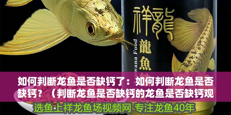 如何判斷龍魚是否缺鈣了：如何判斷龍魚是否缺鈣？（判斷龍魚是否缺鈣的龍魚是否缺鈣觀察其行為和缺鈣的方法）