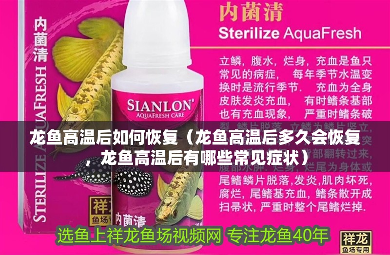 龍魚高溫后如何恢復（龍魚高溫后多久會恢復，龍魚高溫后有哪些常見癥狀）