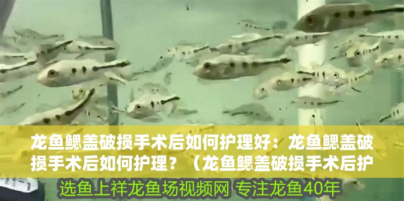 龍魚鰓蓋破損手術后如何護理好：龍魚鰓蓋破損手術后如何護理？（龍魚鰓蓋破損手術后護理方法）