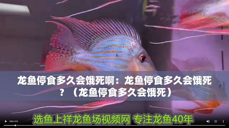 龍魚停食多久會餓死啊：龍魚停食多久會餓死？（龍魚停食多久會餓死）