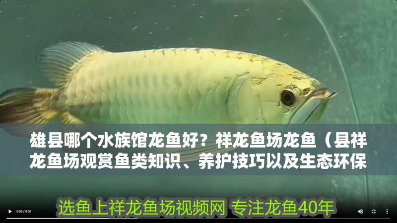 雄縣哪個水族館龍魚好？祥龍魚場龍魚（縣祥龍魚場觀賞魚類知識、養護技巧以及生態環保教育活動）