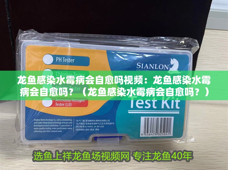 龍魚感染水霉病會自愈嗎視頻：龍魚感染水霉病會自愈嗎？（龍魚感染水霉病會自愈嗎？）