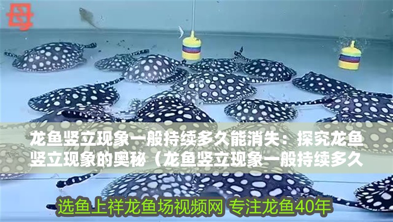 龍魚豎立現象一般持續多久能消失：探究龍魚豎立現象的奧秘（龍魚豎立現象一般持續多久呢？） 龍魚豎立現象一般持續多久能消失：探究龍魚豎立現象的奧秘（龍魚豎立現象一般持續多久呢？） 水族問答