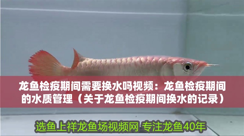 龍魚檢疫期間需要換水嗎視頻：龍魚檢疫期間的水質(zhì)管理（關(guān)于龍魚檢疫期間換水的記錄）