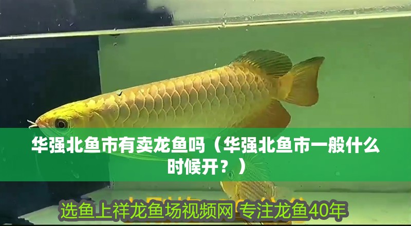 華強北魚市有賣龍魚嗎（華強北魚市一般什么時候開？） 華強北魚市有賣龍魚嗎（華強北魚市一般什么時候開？） 龍魚百科