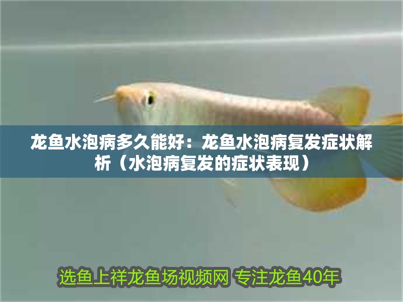 龍魚水泡病多久能好：龍魚水泡病復發癥狀解析（水泡病復發的癥狀表現）
