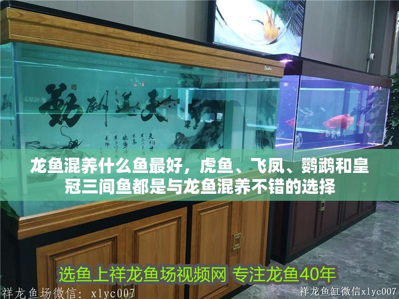 龍魚混養(yǎng)什么魚最好，虎魚、飛鳳、鸚鵡和皇冠三間魚都是與龍魚混養(yǎng)不錯的選擇 龍魚混養(yǎng)什么魚最好，虎魚、飛鳳、鸚鵡和皇冠三間魚都是與龍魚混養(yǎng)不錯的選擇 龍魚百科 第2張