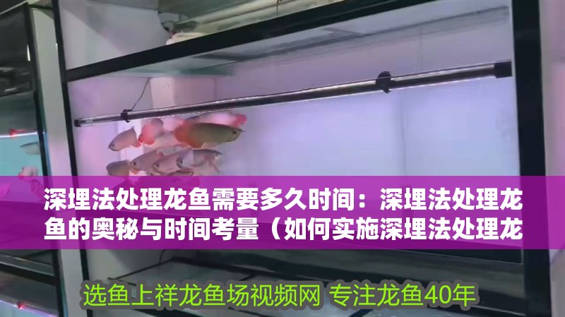 深埋法處理龍魚需要多久時間：深埋法處理龍魚的奧秘與時間考量（如何實施深埋法處理龍魚）