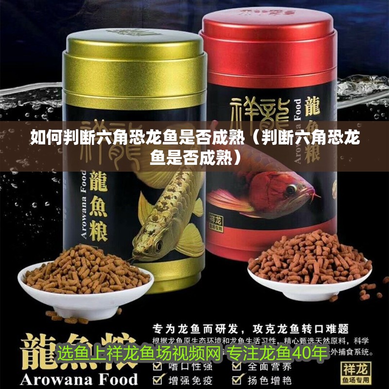 如何判斷六角恐龍魚是否成熟（判斷六角恐龍魚是否成熟）