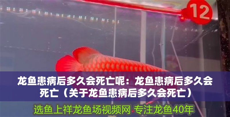 龍魚患病后多久會死亡呢：龍魚患病后多久會死亡（關于龍魚患病后多久會死亡）