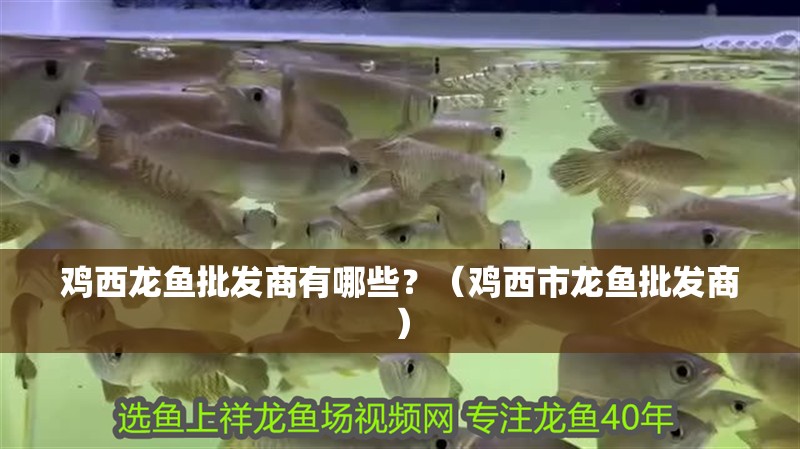 雞西龍魚批發商有哪些？（雞<strong><mark>西市</mark></strong>龍魚批發商）