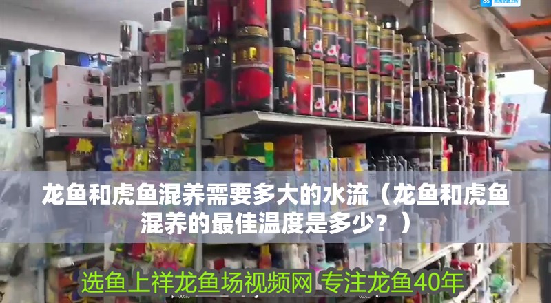 龍魚和虎魚混養(yǎng)需要多大的水流（龍魚和虎魚混養(yǎng)的最佳溫度是多少？）