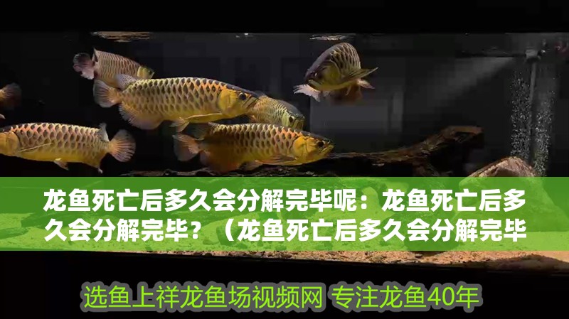 龍魚死亡后多久會分解完畢呢：龍魚死亡后多久會分解完畢？（龍魚死亡后多久會分解完畢）