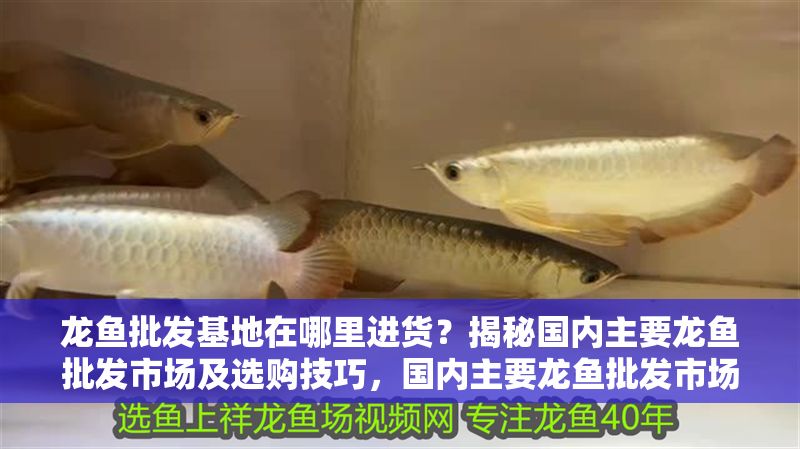 龍魚批發基地在哪里進貨？揭秘國內主要龍魚批發市場及選購技巧，國內主要龍魚批發市場分布及進貨選購全攻略