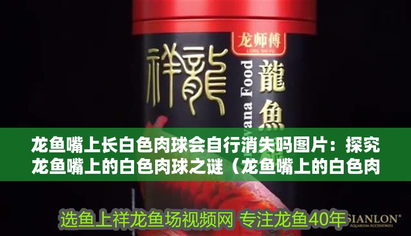 龍魚嘴上長白色肉球會自行消失嗎圖片：探究龍魚嘴上的白色肉球之謎（龍魚嘴上的白色肉球是否會自行消失）