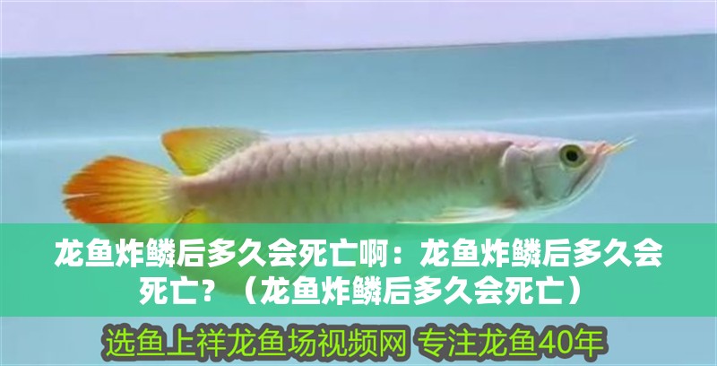 龍魚炸鱗后多久會死亡啊：龍魚炸鱗后多久會死亡？（龍魚炸鱗后多久會死亡）