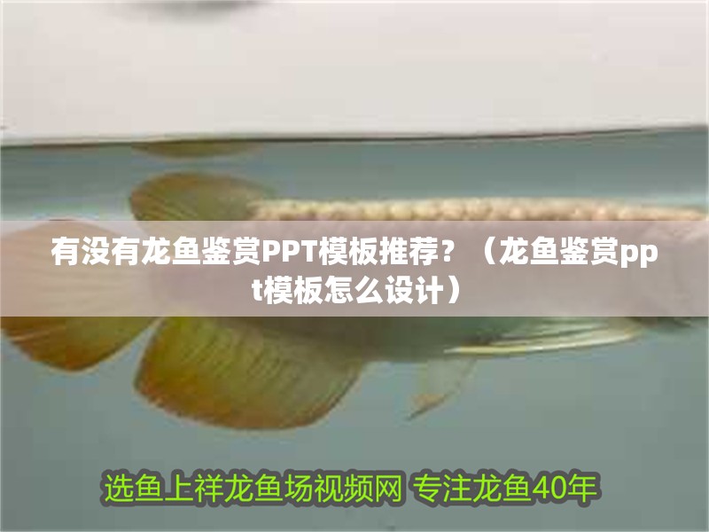 有沒(méi)有龍魚(yú)鑒賞PPT模板推薦？（龍魚(yú)鑒賞ppt模板怎么設(shè)計(jì)）