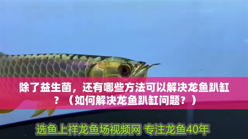 除了益生菌，還有哪些方法可以解決龍魚趴缸？（如何解決龍魚趴缸問題？）