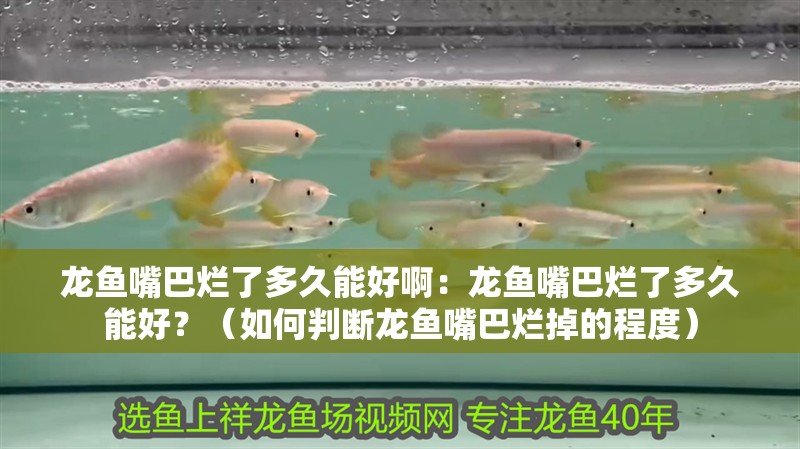 龍魚嘴巴爛了多久能好啊：龍魚嘴巴爛了多久能好？（如何判斷龍魚嘴巴爛掉的程度）