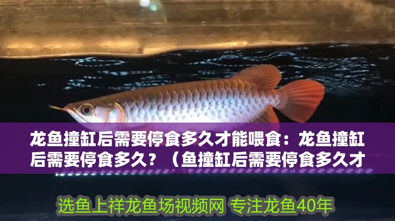 龍魚(yú)撞缸后需要停食多久才能喂食：龍魚(yú)撞缸后需要停食多久？（魚(yú)撞缸后需要停食多久才能喂食）