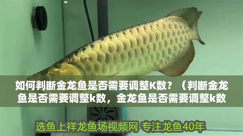 如何判斷金龍魚是否需要調(diào)整K數(shù)？（判斷金龍魚是否需要調(diào)整k數(shù)，金龍魚是否需要調(diào)整k數(shù)）