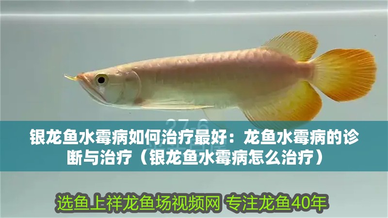 銀龍魚水霉病如何治療最好：龍魚水霉病的診斷與治療（銀龍魚水霉病怎么治療）