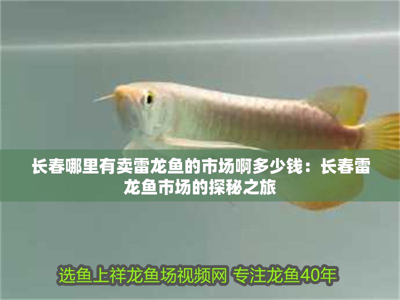 長春哪里有賣雷龍魚的市場啊多少錢：長春雷龍魚市場的探秘之旅
