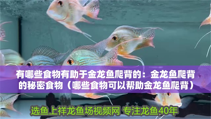 有哪些食物有助于金龍魚爬背的：金龍魚爬背的秘密食物（哪些食物可以幫助金龍魚爬背）