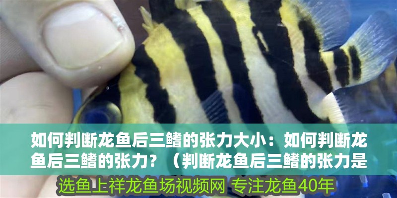 如何判斷龍魚后三鰭的張力大小：如何判斷龍魚后三鰭的張力？（判斷龍魚后三鰭的張力是評估龍魚后三鰭張力的重要指標）