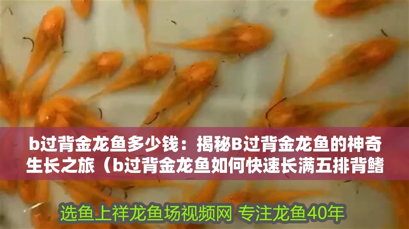 b過背金龍魚多少錢：揭秘B過背金龍魚的神奇生長(zhǎng)之旅（b過背金龍魚如何快速長(zhǎng)滿五排背鰭）