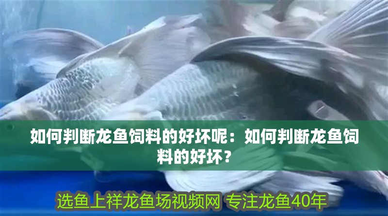如何判斷龍魚飼料的好壞呢：如何判斷龍魚飼料的好壞？ 如何判斷龍魚飼料的好壞呢：如何判斷龍魚飼料的好壞？ 水族問答