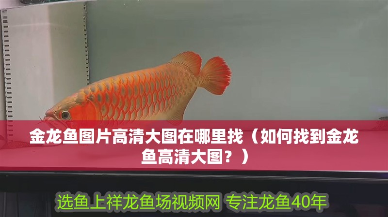 金龍魚圖片高清大圖在哪里找（如何找到金龍魚高清大圖？） 金龍魚圖片高清大圖在哪里找（如何找到金龍魚高清大圖？） 龍魚百科