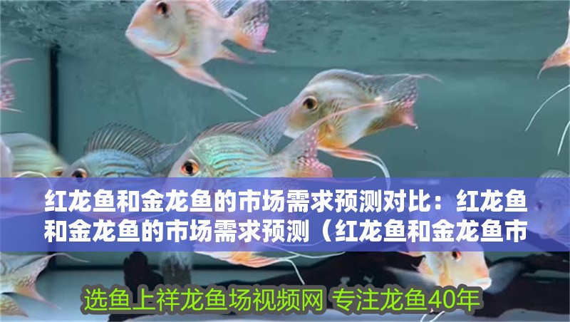 紅龍魚和金龍魚的市場需求預測對比：紅龍魚和金龍魚的市場需求預測（紅龍魚和金龍魚市場需求趨勢分析）