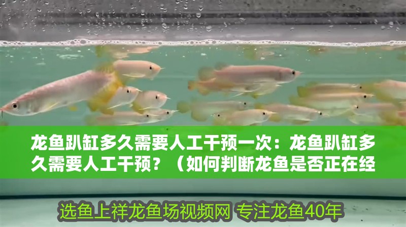 龍魚趴缸多久需要人工干預一次：龍魚趴缸多久需要人工干預？（如何判斷龍魚是否正在經歷水壓病）