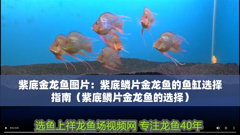 紫底金龍魚圖片：紫底鱗片金龍魚的魚缸選擇指南（紫底鱗片金龍魚的選擇）