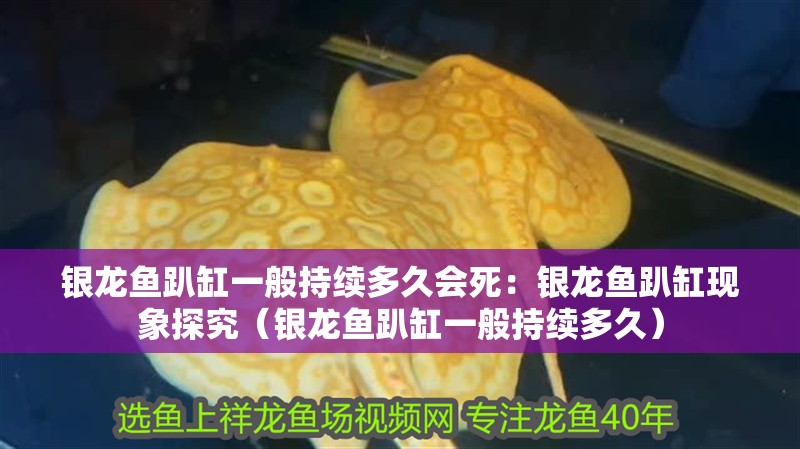 銀龍魚(yú)趴缸一般持續(xù)多久會(huì)死：銀龍魚(yú)趴缸現(xiàn)象探究（銀龍魚(yú)趴缸一般持續(xù)多久）