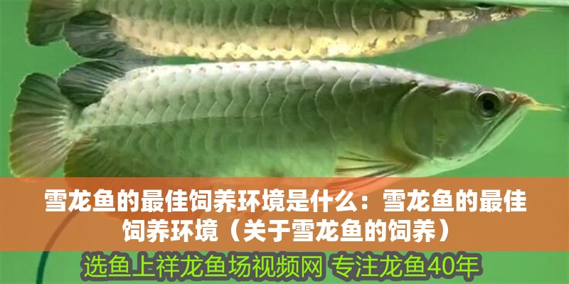 雪龍魚的最佳飼養環境是什么：雪龍魚的最佳飼養環境（關于雪龍魚的飼養）