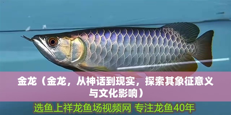 金龍（金龍，從神話到現實，探索其象征意義與文化影響）