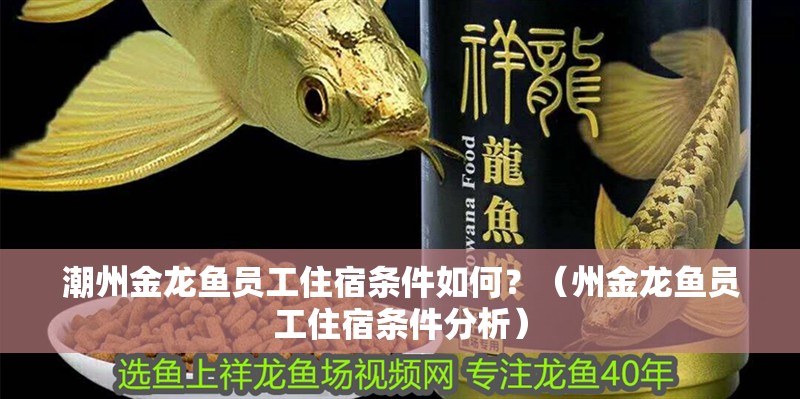 潮州金龍魚員工住宿條件如何？（州金龍魚員工住宿條件分析）